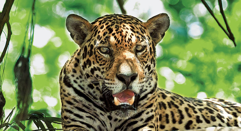 Illustration for article titled Jaguar? Yes!